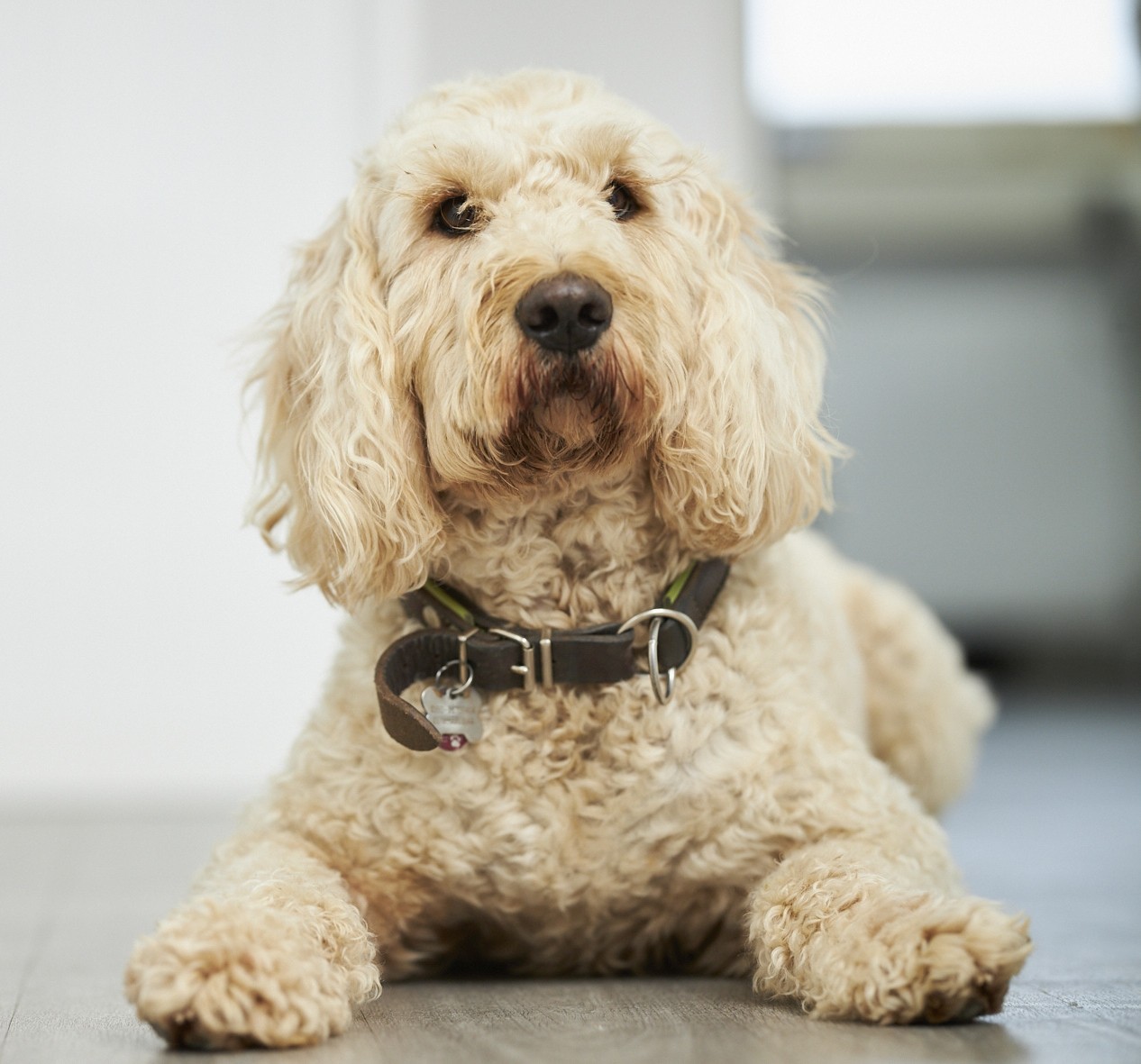 Der Bürohund von MARCH